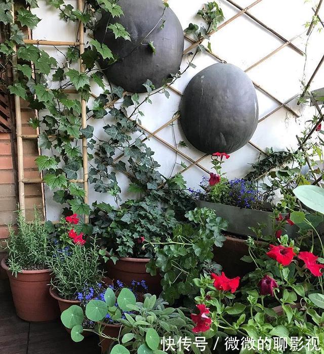 网传3大错误养花技巧，阳台客厅都不同，南北差异就更大