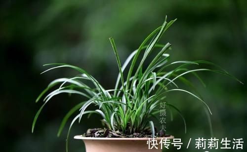 营养土的自制方法,兰友说:这样就简单了,明天开始做