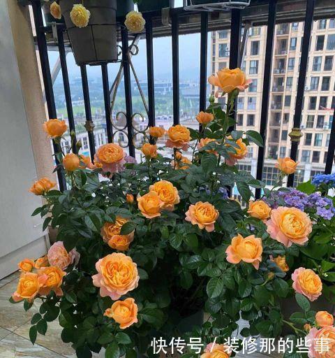 花苞|月季花上的花苞少的可怜,做好施肥三部曲,满树花苞回报你