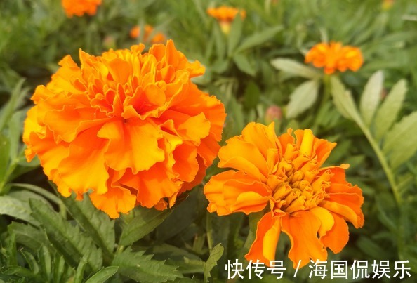 花期|养花不如养些菊花，此几款菊花漂亮又好养，芳香馥郁，绚烂多姿