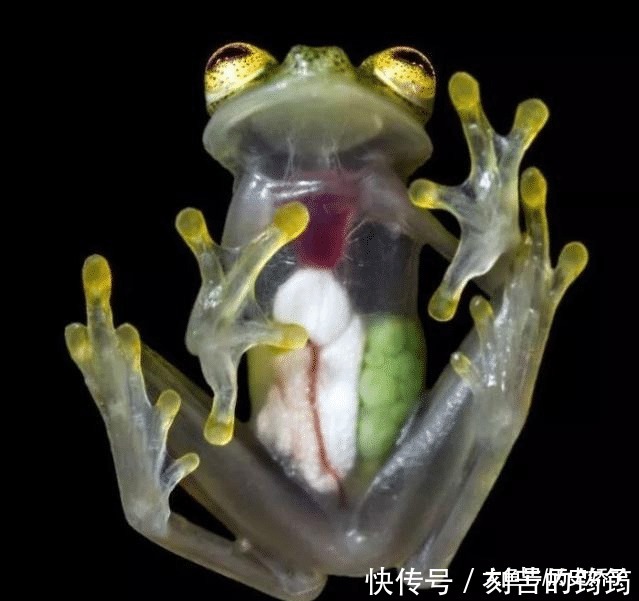 电子显微镜 22张“活久见”的照片,令人大开眼界!