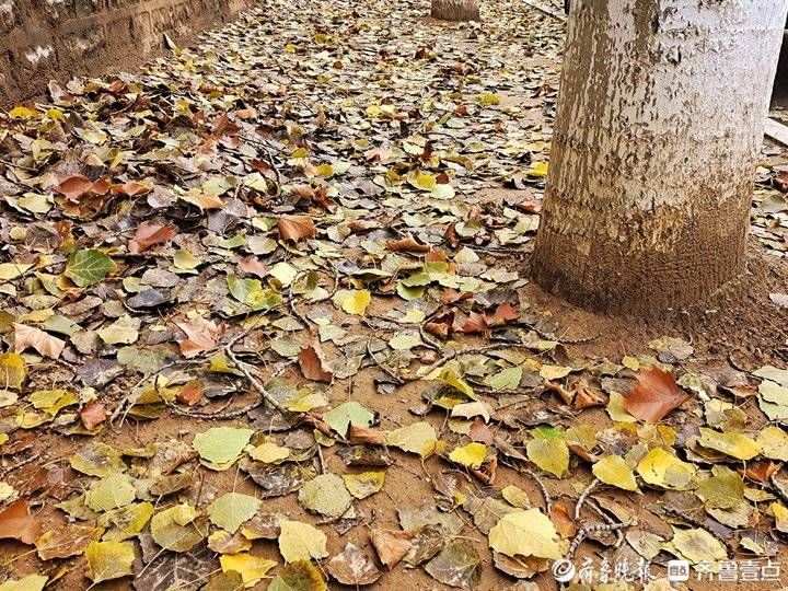 秋雨|落叶如金，济南秋雨带来满地金色