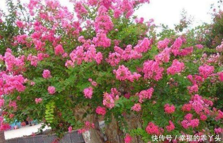 喜欢赏花,试试此几款小花,家里香喷喷的,香水都不用买了