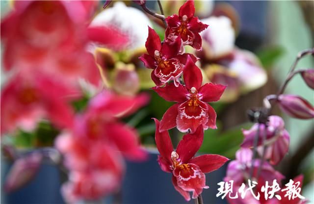 树兰、巨兰、兜兰……你见过这些神奇的兰花吗？