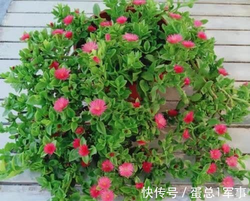 成活率|八九月份，适合扦插“7种花”，成活率高