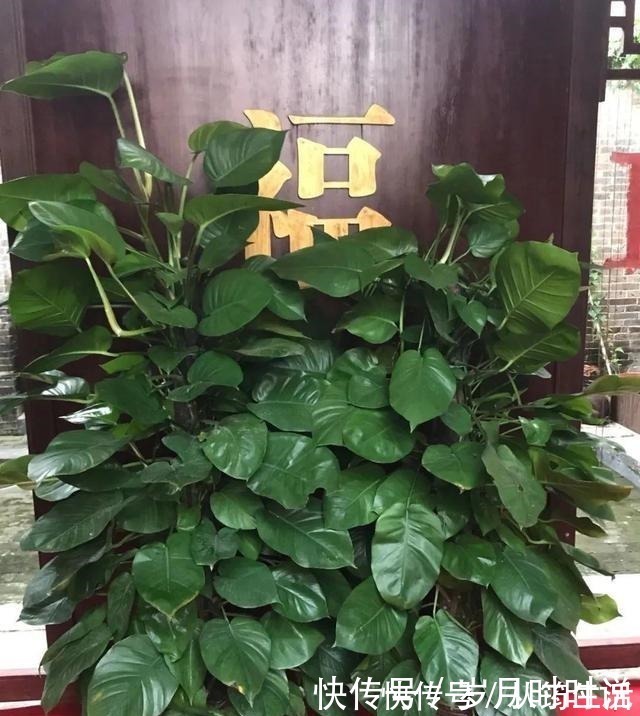 叶子|它是天然叶面肥,一擦一喷,叶子比打了蜡还亮!