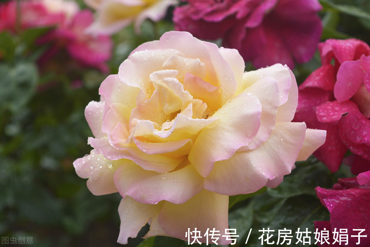 娟子|喜欢下雨天的 8种花,下雨扔外面,越淋雨生长越旺盛,开花越多