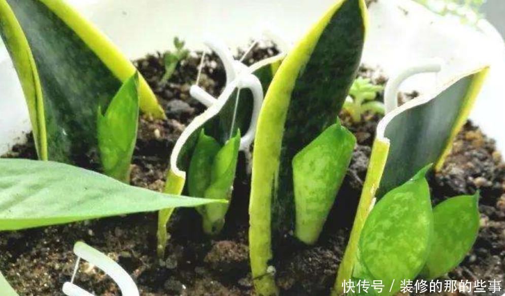 不用|这5种常见的花,不用枝条也能扦插,叶片插土里就能生根