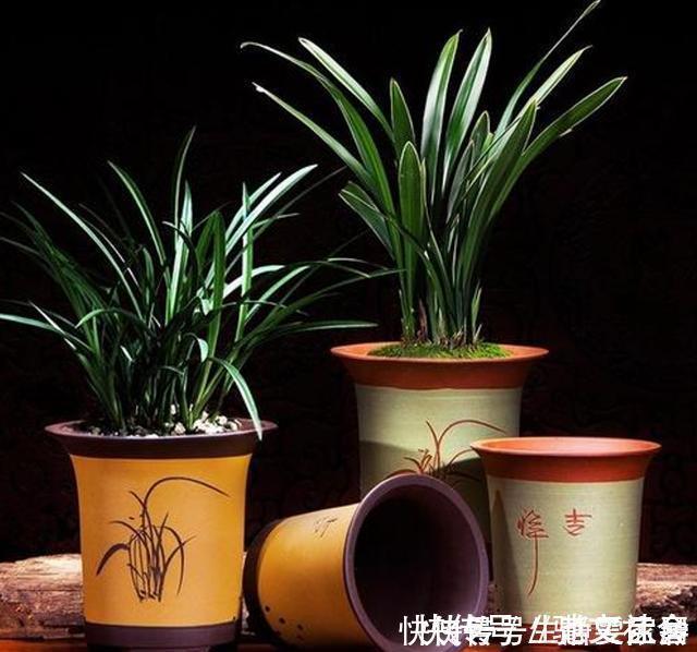 掌握室内养兰“6要素”，再难养的兰花也不烂根，长势好年年开花