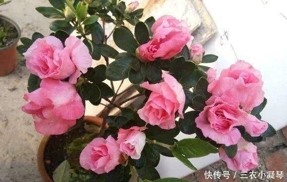 此种“液体”黏糊糊,家家都倒掉,殊不知用来养花,却是“宝”