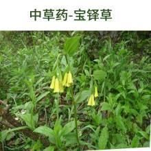 宝铎草生长于林下或灌木丛中花开黄色、绿黄色或白色