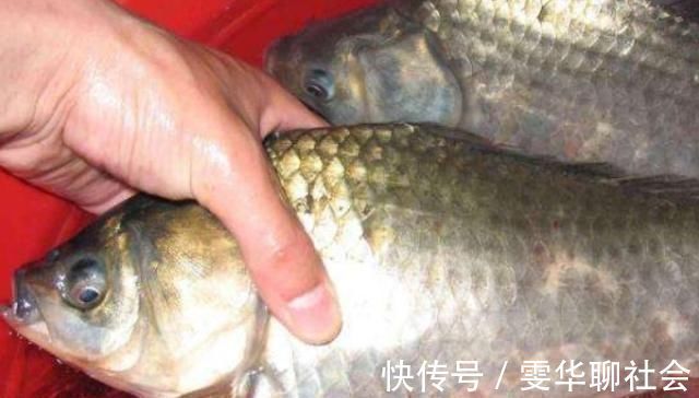 渔具店碰到这饵我从不放过,好用还便宜,简单加工后,板鲫特爱吃