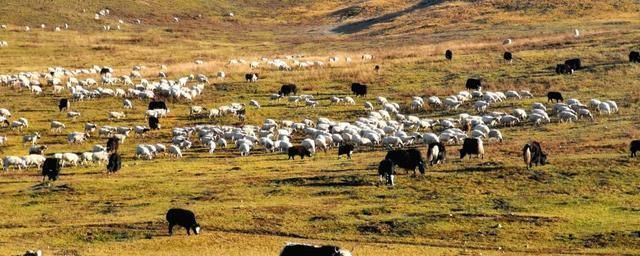 高原|这个地方被称为松潘高原，是西北高原的绿洲、扎营卢加草原、秀美牛羊成群的