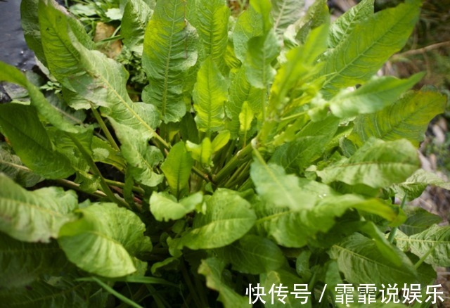 大黄|农村墙根边的“羊蹄根”，入药可抗肿瘤，有人认为它就是野草