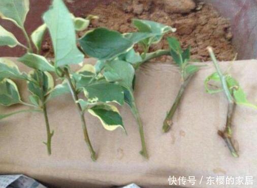 降成本养花,6种花1根枝变1盆,加点它,插多少活多少