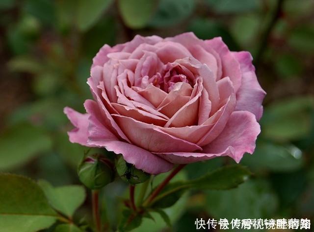 花色|20款紫色月季品种。浓香、抗病非常好养,天然紫色唯美盛开