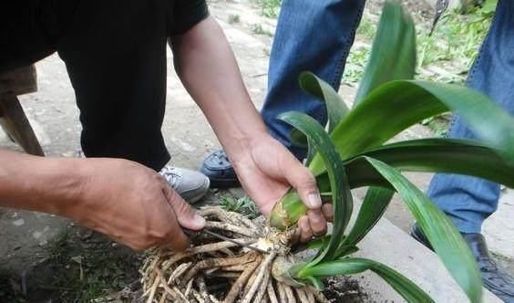 盆栽|家中的盆栽君子兰长侧芽的怎么办呢这样处理最完美