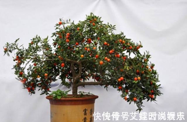 这种植物一年四季都结果子，好看又好养，在家养实在太适合了！