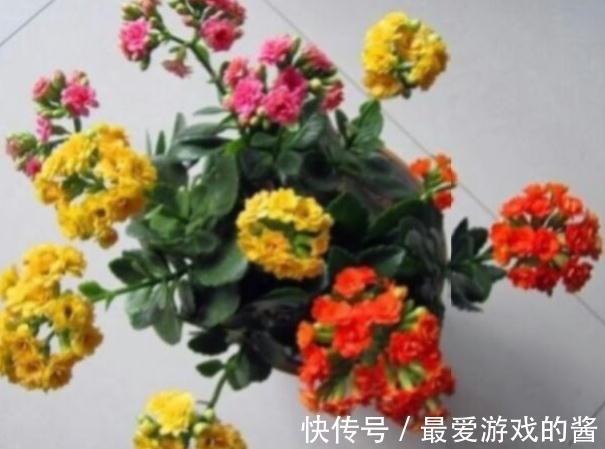 买了一盆正在开花的长寿花，可以给它换盆土吗，怎么养护呢