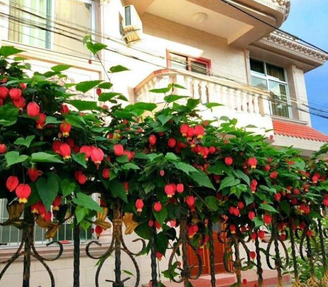 米兰花|4种漂亮花,好养易活能爆盆,日子红火财运滚滚,好看极了