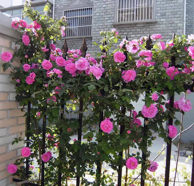 南方养花，避开“冷凉花”，买了也白花钱，天一热就枯了