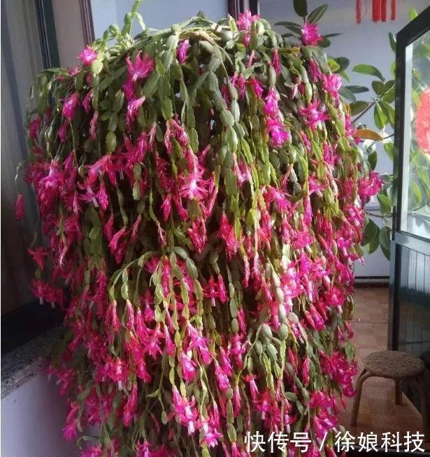 爆花|2种不要的“垃圾”,却是养花的“花肥王”,蟹爪兰吃一点就爆花