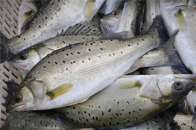 酒店|清蒸鱼看似简单，窍门却多，记住“1不放多2步”，比酒店做的还鲜