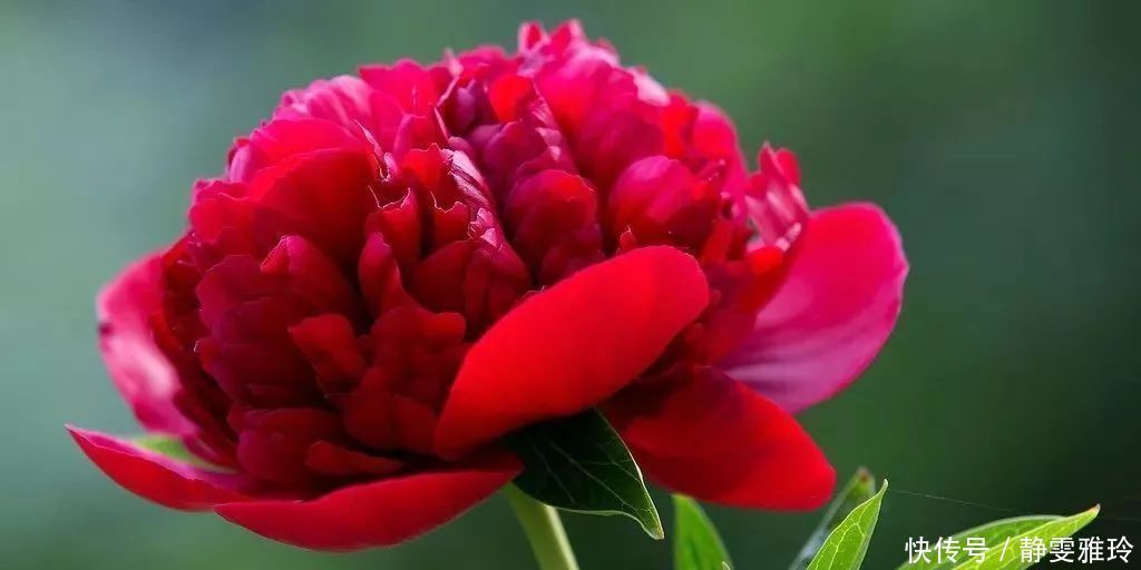 牡丹花的养殖方法，学会这几招，开花又大又美