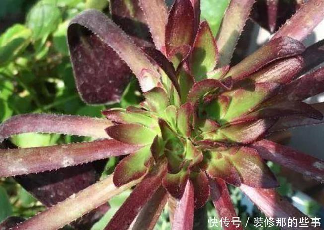 多肉砍头不好看，教你一种“新方法”，快速变群生，不影响美观！