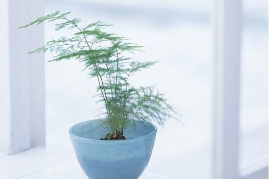 文竹爱黄叶,学了这5招,叶子绿的滴油,蹭蹭长到巨无霸!