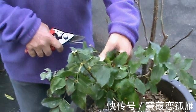 月季入冬不耐冻,不妨“虐”着养,催出新苞冒侧芽,绽放层叠群花