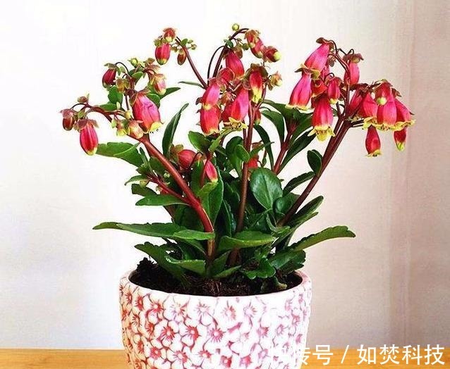 管理|扦插成活的长寿花,“四项”重要管理缺一不可,成型快,开花多