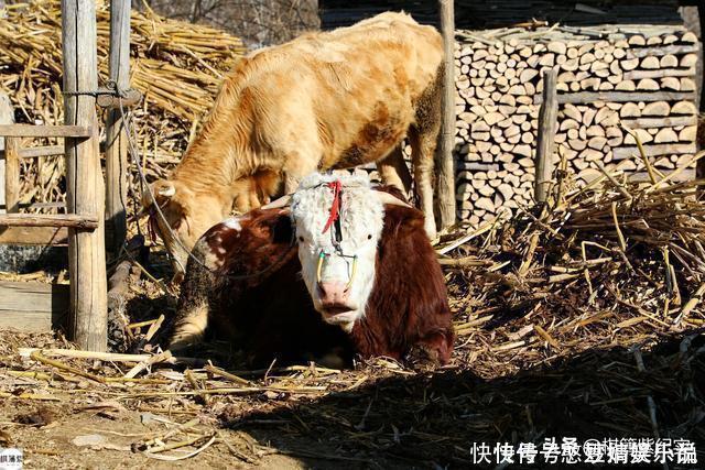 人家|鸭绿江畔村子仅1户人家，雪山上放牛，冬天上山砍柴