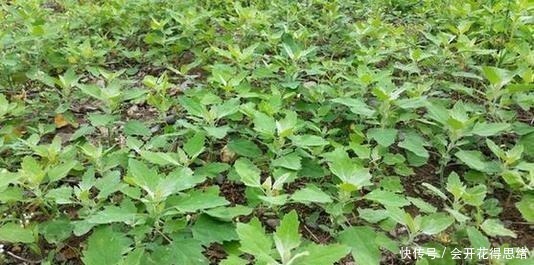 对付|曾是难对付的害草,如今成极品野菜,可品鲜不可贪嘴,你知道吗