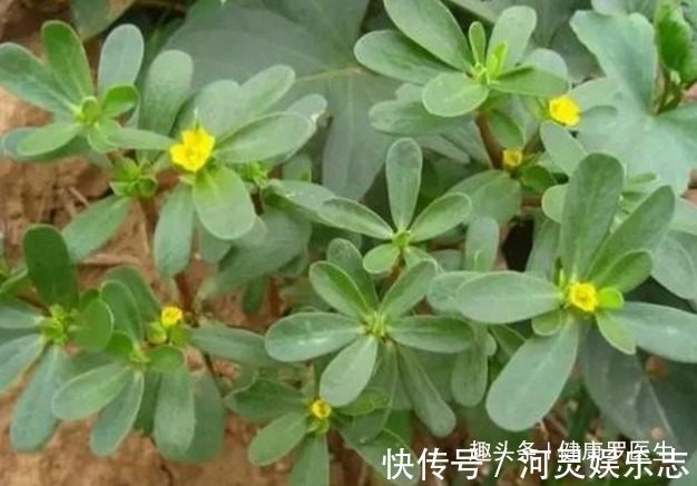 黑发|马齿笕加白酒泡一泡,白发变黑发,白发没了秃发没了,早知早受益