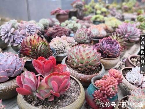多肉|现在开始,养多肉植物给它浇一种水,一个月胖一圈