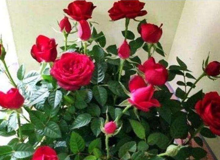 好看|4种花美的出奇,花好看,名字也好听,对待新手很友好