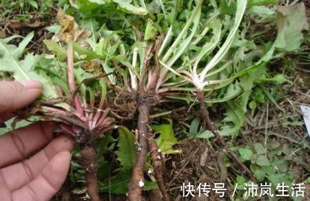 糖友们|6种有效降血糖的食物，糖友们多吃点，帮你稳定血糖更健康！