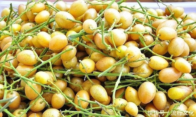 黄枇|晚上当零食吃几颗，坚持一段时间，化痰止咳，健脾理气，不妨试试