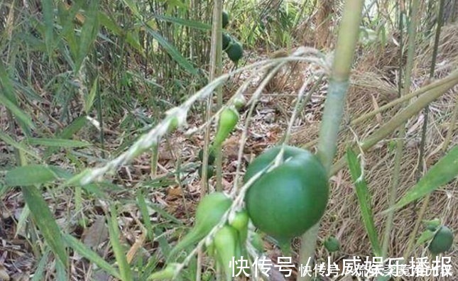 竹子|这植物50年结一次果实，一生只开一次花，很少人见过