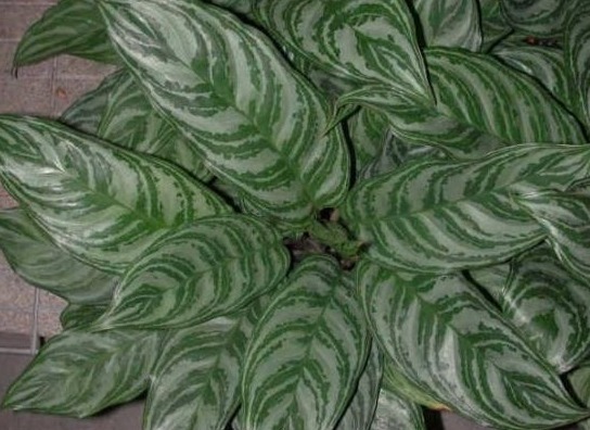 皇帝|养花就养“银皇帝”,放在家中高端大气,但是养分一定不可能落下