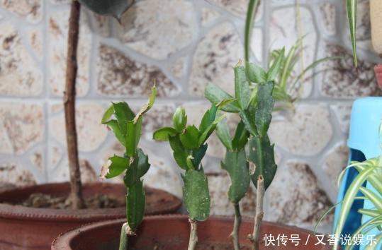 蟹爪兰养不好,用此“神木”一嫁接,快速爆满芽,开成“花树”