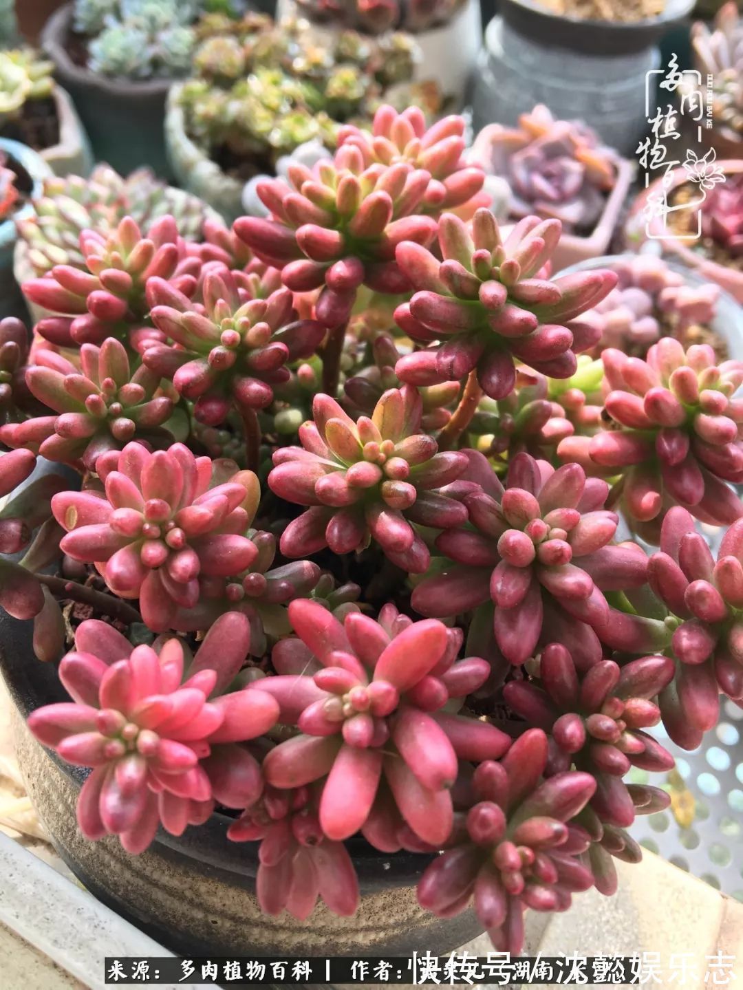 阳台党|邂逅多肉,爱折腾的阳台党,总能收获简单纯粹的快乐!