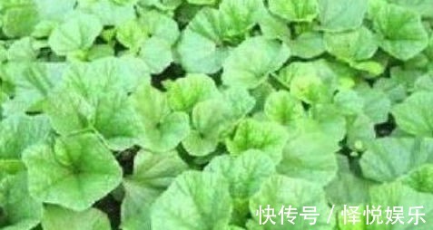 润肤|女性害怕老太快,常吃4种食物,排毒护肤,延缓衰老,清体内毒素