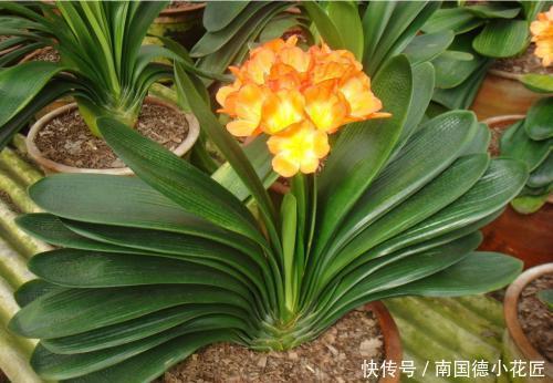 红砖块|出门捡4种东西,养花垫盆底,营养土不用买,疏松透气、不烂根