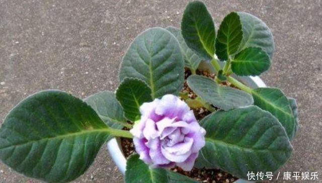 养4种花，摘下片叶子就能扦插，一样能生根成活