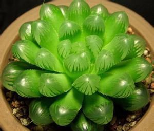 浇水|玉露这样养，10天长出“窗”，饱满又晶莹，冬天长得更漂亮！