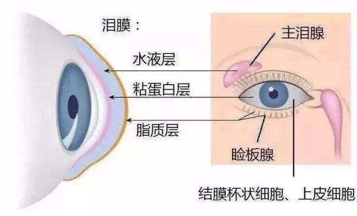 医科大学|干眼、角结膜病变…这都是你不容忽视的“睑缘炎”