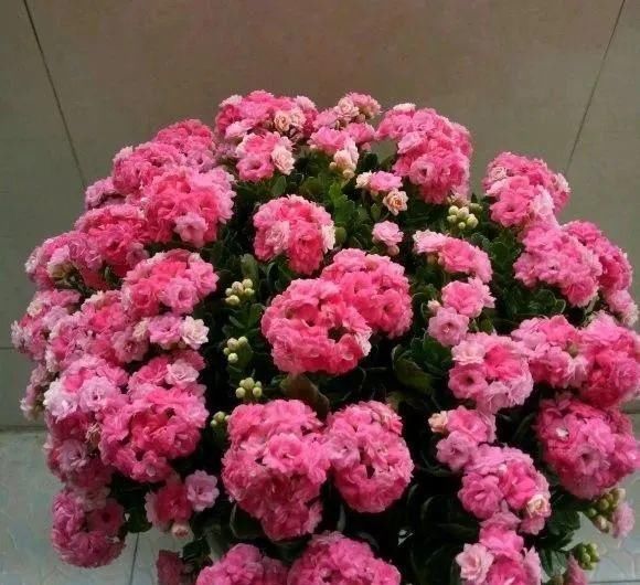 一棵长寿的花，124个花箭，开花，锅盖打开的方法