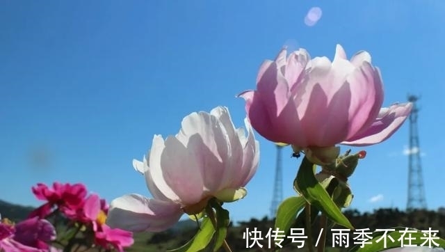 我们村|大窑村：百亩芍药铺就幸福乡村路